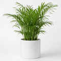 Chamaedorea Elegans Parlour Palm 2L – Elegant Tropical Indoor Houseplant Plants By Post