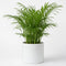 Sofia Glossy White Ceramic