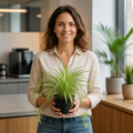 Chlorophytum Spider Plant 12cm - Air Purifying Plant Plants By Post