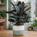 Ficus Abidjan Rubber Plant 5L – Dark Burgundy Indoor Houseplant Plants By Post