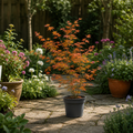 3L Acer Orange Leaf in Pot Outdoor Tree for Patio & Garden