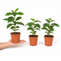 Coffee Arabica – Indoor Coffee Plant for Home & Office (12cm Pot) Plants By Post