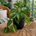 Philodendron Scandens Heartleaf Philodendron in 12cm Nursery Pot Plants By Post