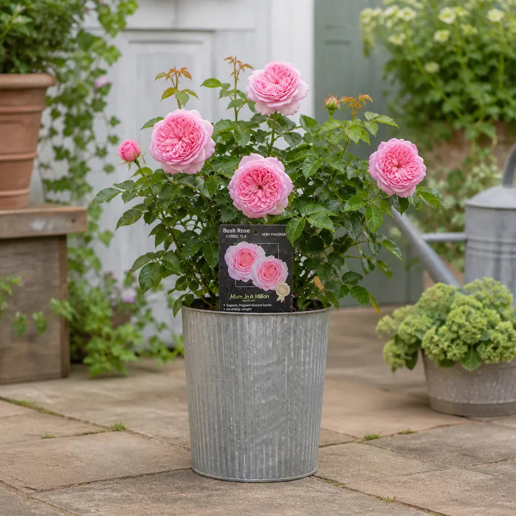 3L Mum In A Million Pink Rose Bush - Beautiful Flowering Plant Gift Plants By Post
