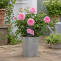3L Mum In A Million Pink Rose Bush - Beautiful Flowering Plant Gift Plants By Post