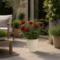 3L Red Patio Rose in Decorative Pot Outdoor Garden & Patio Plant Plants By Post