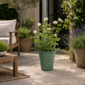 3L White Patio Rose in Decorative Pot Outdoor & Garden Plant