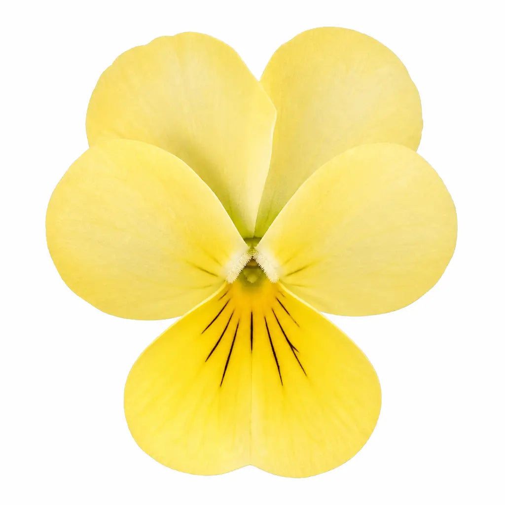 Viola Sorbet Yellow 9 Pack × 2 Spring & Autumn Bedding Plants Plants By Post