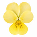Viola Sorbet Yellow 9 Pack × 2 Spring & Autumn Bedding Plants Plants By Post