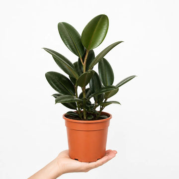 Ficus Robusta Rubber Plant 17cm Pot – Easy Care Indoor Houseplant Plants By Post