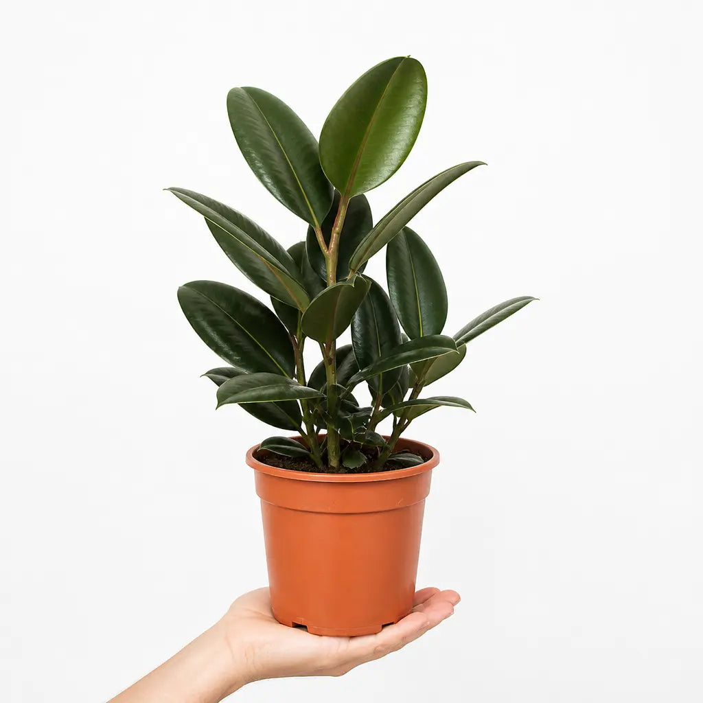 Ficus Robusta Rubber Plant 17cm Pot – Easy Care Indoor Houseplant Plants By Post