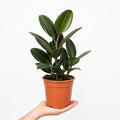 Ficus Robusta Rubber Plant 17cm Pot – Easy Care Indoor Houseplant Plants By Post