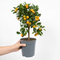 Nursery Pot