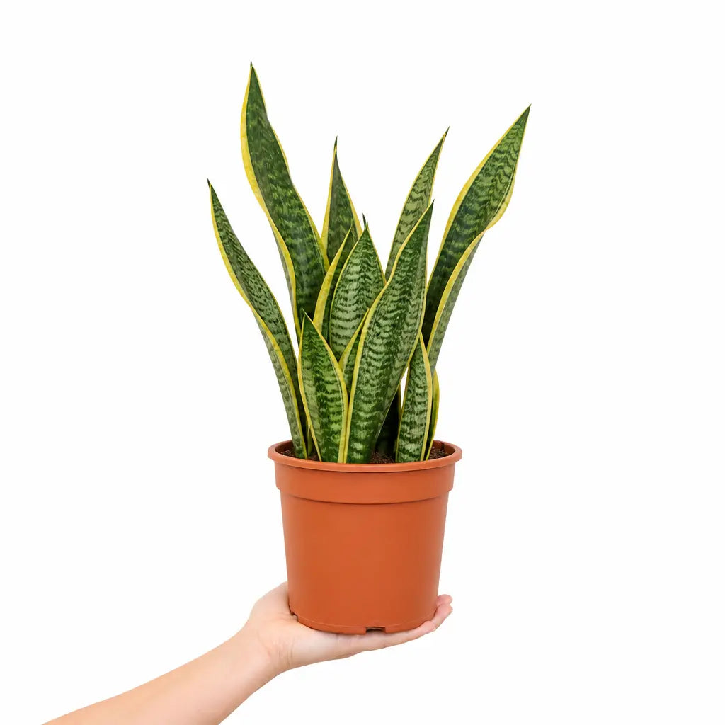 Sansevieria Superba Snake Plant 21cm Pot – Large Indoor Houseplant Plants By Post