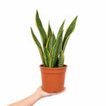 Sansevieria Superba Snake Plant 21cm Pot – Large Indoor Houseplant Plants By Post