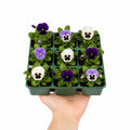 Pansy Delta Rhythm & Blues Mix 9 Pack × 2 Spring & Autumn Bedding Plants Plants By Post