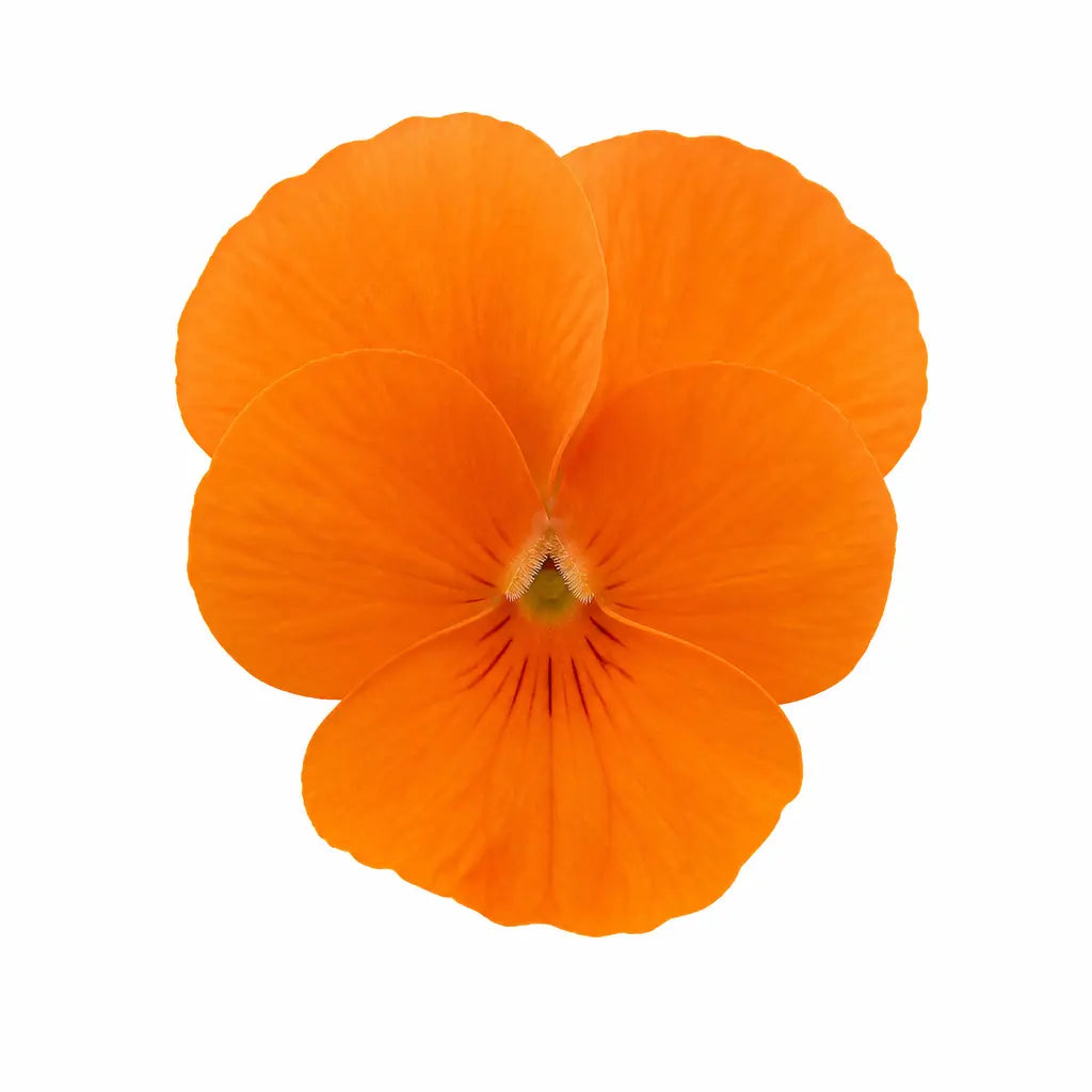 Viola Sorbet Deep Orange 9 Pack × 2 Spring & Autumn Bedding Plants Plants By Post