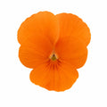 Viola Sorbet Deep Orange 9 Pack × 2 Spring & Autumn Bedding Plants Plants By Post