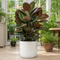 Ficus Abidjan Rubber Plant 5L – Dark Burgundy Indoor Houseplant Plants By Post
