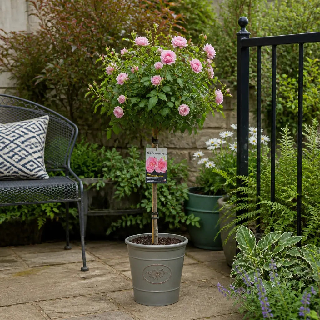 7.5L Standard Rose Tree Pink 100-110cm | Elegant Flowering Garden Rose Plant Plants By Post