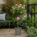 7.5L Standard Rose Tree Pink 100-110cm | Elegant Flowering Garden Rose Plant Plants By Post