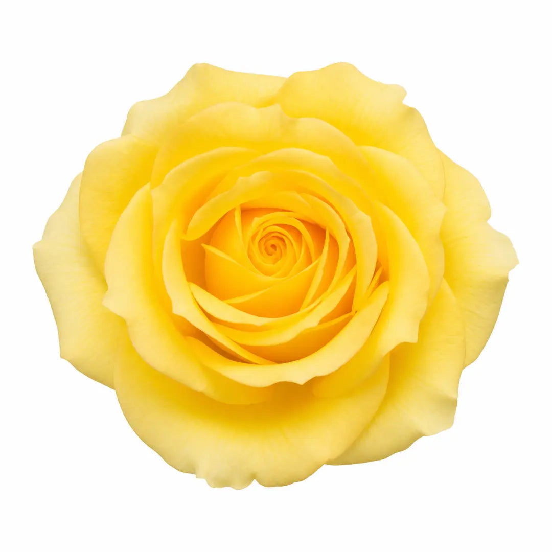 7.5L Standard Rose Tree Yellow 100-110cm | Elegant Flowering Garden Rose Plant Plants By Post