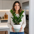 Zamioculcas Zamiifolia ZZ Plant 5L – Low Maintenance Indoor Houseplant Plants By Post