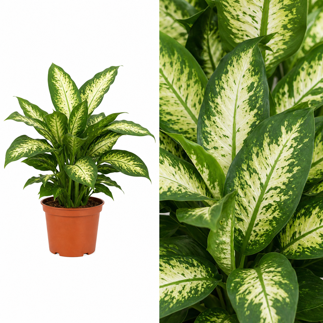 Dieffenbachia Camilla Dumb Cane 12cm Pot Plants By Post