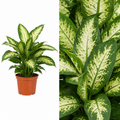 Dieffenbachia Camilla Dumb Cane 12cm Pot Plants By Post