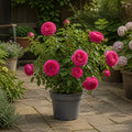 5L Rose Let's Celebrate Dark Pink Rose Bush | Beautiful Flowering Garden Plant Plants By Post