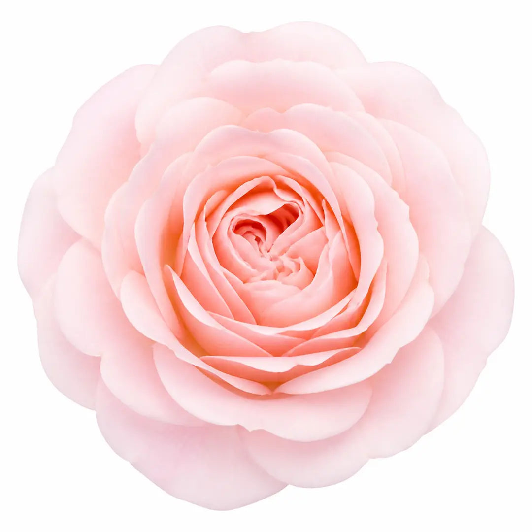 7.5L Standard Rose Tree Light Pink 100-110cm - Elegant Flowering Garden Rose Plant Plants By Post