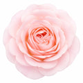 7.5L Standard Rose Tree Light Pink 100-110cm - Elegant Flowering Garden Rose Plant Plants By Post