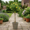 Nursery Pot