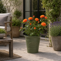 3L Orange Patio Rose in Decorative Pot Outdoor Garden Plant