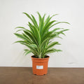 Dracaena White Jewel Dragon Tree 17cm Pot – Easy Care Indoor Houseplant Plants By Post