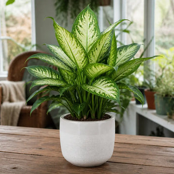 Dieffenbachia Camilla Dumb Cane – Elegant Cream and Green Variegated Indoor Houseplant Plants By Post
