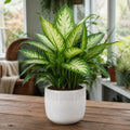 Dieffenbachia Camilla Dumb Cane – Elegant Cream and Green Variegated Indoor Houseplant Plants By Post