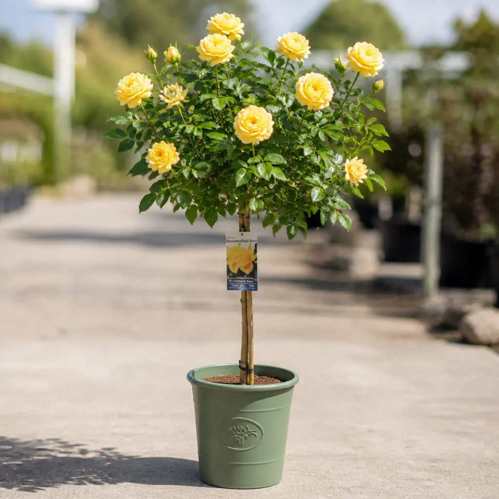 7.5L Standard Rose Tree Yellow 100-110cm | Elegant Flowering Garden Rose Plant Plants By Post