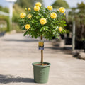7.5L Standard Rose Tree Yellow 100-110cm | Elegant Flowering Garden Rose Plant Plants By Post