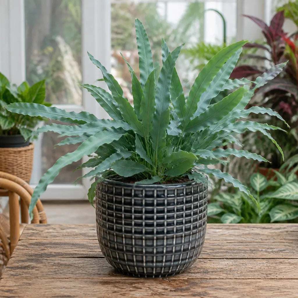 Phlebodium Blue Star Fern – Elegant Blue-Green Foliage Indoor Houseplant Plants By Post