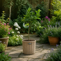5L Lime Tree 80/90cm - Hardy Fruit Tree for Homegrown Limes plants by post
