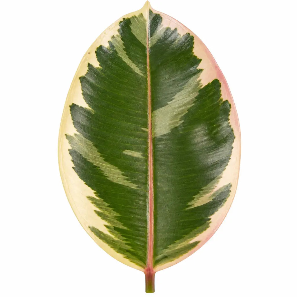 Ficus Tineke Rubber Plant 17cm Pot – Easy Care Indoor Houseplant Plants By Post