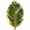 Ficus Tineke Rubber Plant 17cm Pot – Easy Care Indoor Houseplant Plants By Post