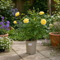 3L Yellow Patio Rose Outdoor Flowering Plant in Decorative Pot