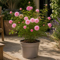 5L Rose Happy Retirement Pink Rose Bush - Beautiful Flowering Garden Plant Plants By Post