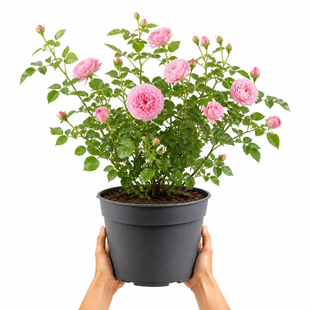 5L Rose Happy Retirement Pink Rose Bush - Beautiful Flowering Garden Plant Plants By Post