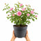 Nursery Pot