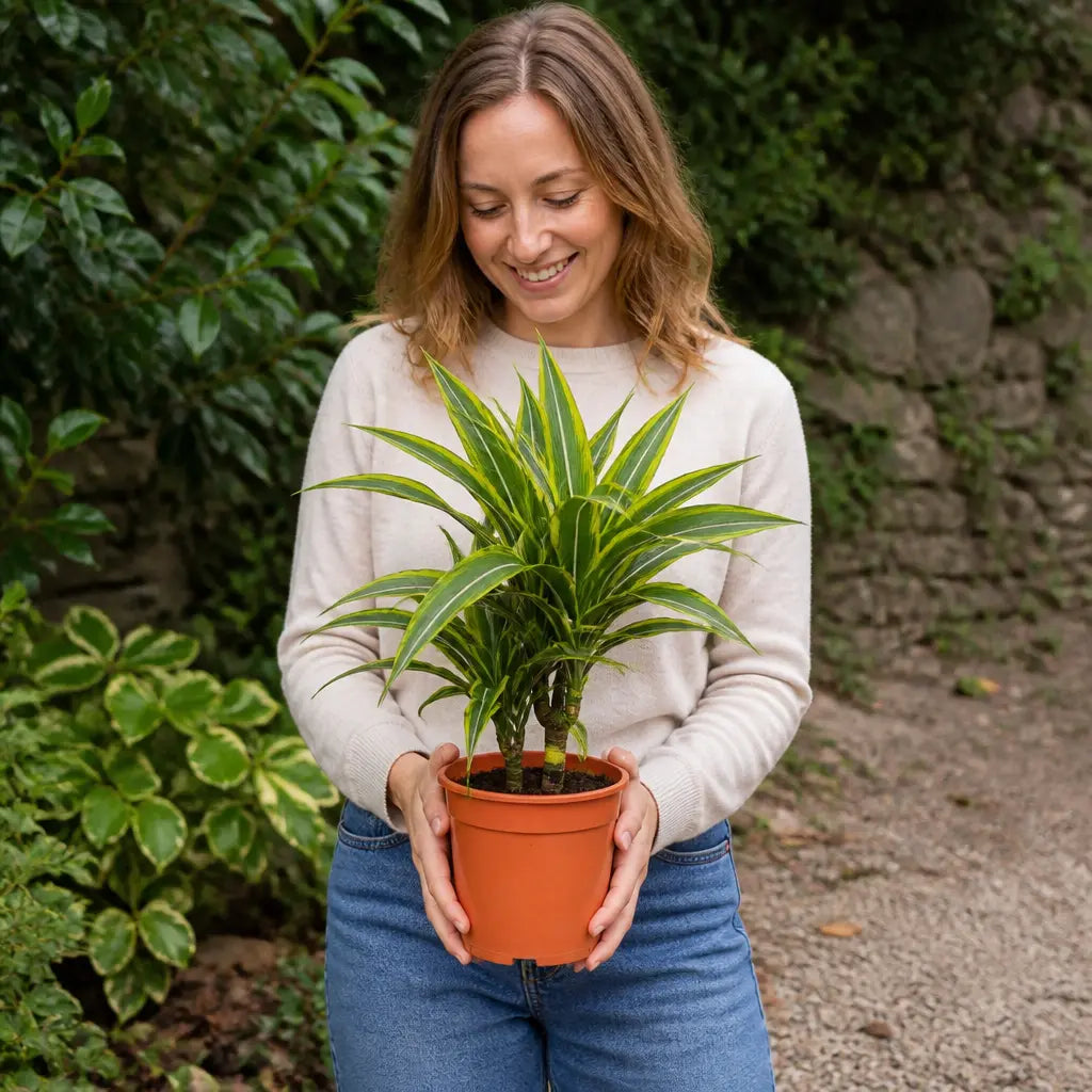 Dracaena Lemon Lime Dragon Tree 17cm Pot – Easy Care Indoor Houseplant Plants By Post
