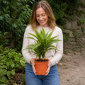 Dracaena Lemon Lime Dragon Tree 17cm Pot – Easy Care Indoor Houseplant Plants By Post