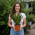 Sansevieria Superba Snake Plant 21cm Pot – Large Indoor Houseplant Plants By Post